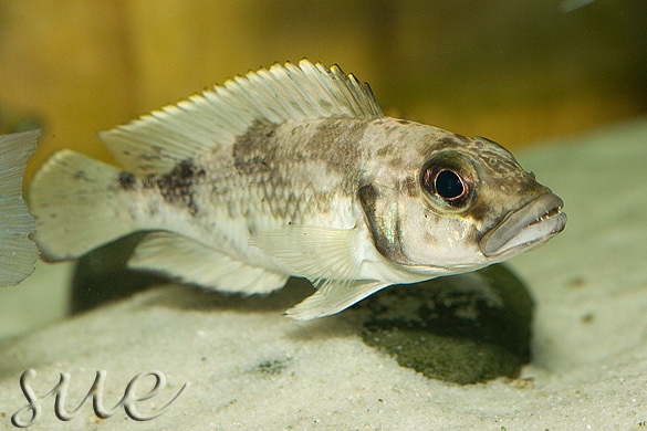 Lamprologus lemairii